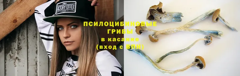 Псилоцибиновые грибы Cubensis  купить наркоту  Гаврилов Посад 